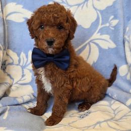 Maverick - Red  male Goldendoodle puppy in Ormond Beach, Florida from Florida Coast Doodles