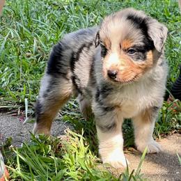 Riptide - Blue merle male Australian Shepherd puppy in Howardsville, Virginia from Spectacular Aussies and Cavaliers
