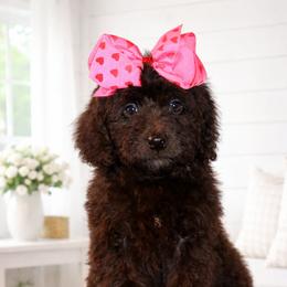 J'Adore - Brown female Bernedoodle puppy in Ohio from Moore Doodles