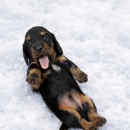 Bridger - Black and tan male Dachshund puppy in Alexander, North Dakota from Wild Rose Ridge Doxies