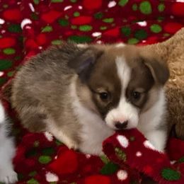 Pink Collar Sable Girl - Sable female Pembroke Welsh Corgi puppy in Marble Falls, Texas from Wind Mountain Corgis