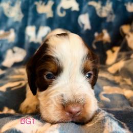 BG1 - Tri-Roan female English Springer Spaniel puppy in Britton, South Dakota from K&S Canines