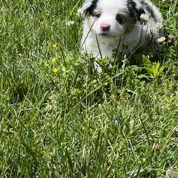 Melany - Blue merle female Miniature American Shepherd puppy in Troy, Ohio from Wiggle Wags Miniature American Shepherds