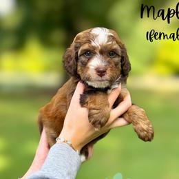 Honey - Sable female Bernedoodle puppy in Valdese, North Carolina from Doodling All Day Goldendoodles