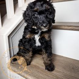 Mr. Green (green collar male) - Phantom male Goldendoodle puppy in Murrieta, California from Apricot Poodles & Goldendoodles, LLC