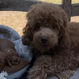 Millie - Poodle