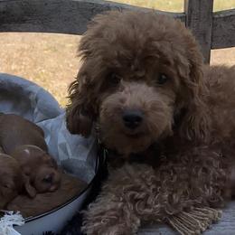 Millie - Poodle