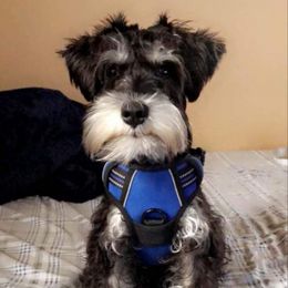 Miniature Schnauzer All Grown Up from Fur Covered Angels