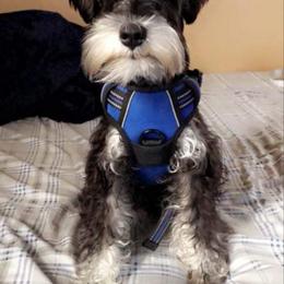 Miniature Schnauzer All Grown Up from Fur Covered Angels