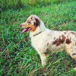 Kagome - Australian Shepherd