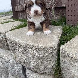 Red male - Red tri-color male Miniature American Shepherd puppy in Centerville, Washington from Turnin Heads