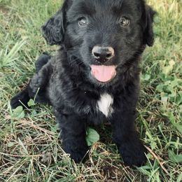 Aussiedoodle Puppies from Soap Creek Kennels