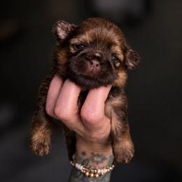 Cordelia - Liver female Shih Tzu puppy in Lancaster, Ohio from Wandering Tzu