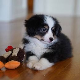 Miniature Australian Shepherd and Toy Australian Shepherd Puppies from Brat Aussies