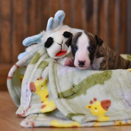 Girl 4 - Whippet puppy in Chatfield, Minnesota from Devlynn Whippets