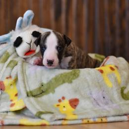 Girl 4 - Whippet puppy in Chatfield, Minnesota from Devlynn Whippets