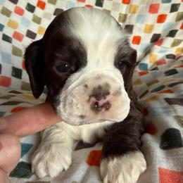 Donner - Brown and white male Cocker Spaniel puppy in Delphi, Indiana from Benchmark Cockers