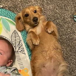 Tinker - Dachshund