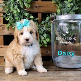 Daisy - Yellow and white female Bernedoodle puppy in Heyworth, Illinois from Cobble Creek Puppies