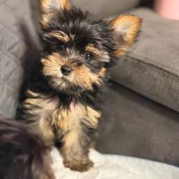 Nana male 1 - Black and gold male Yorkshire Terrier puppy in Gatesville, Texas from KontryKritterz Yorkies