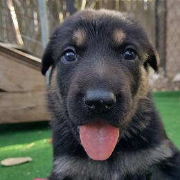 German Shepherd Puppies from Grendelhaus Shepherds