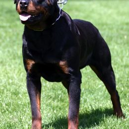 Rottweiler Puppies from PrinceHaus Rottweilers