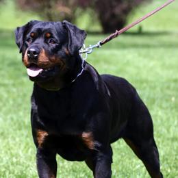 Rottweiler Puppies from PrinceHaus Rottweilers