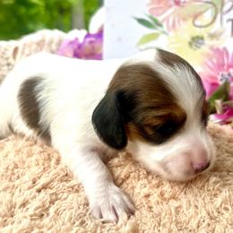 Marshmallow AKC - Piebald female Dachshund puppy in Hendersonville, North Carolina from Snarky Doxy Miniature Dachshunds