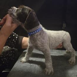 Boy 4 - Liver male German Wirehaired Pointer puppy in Madison, Missouri from Show Me Kennels