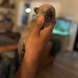 Melman - Blue French Bulldog puppy in Wilkes County, North Carolina from Carolina High Country Frenchies