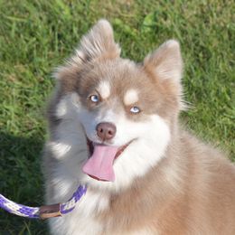 Mocha - Pomsky