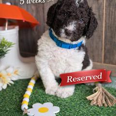 Thyme-nlue collar - Brown and white male Saint Berdoodle puppy in Paw Paw, Michigan from ProAct Canines