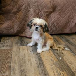 Ralfhie SC - Black sabled fawn male Chihuahua puppy in Meridian, Oklahoma from Crazy Love Kennels