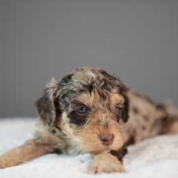 Woolsey - Red male Bernedoodle puppy in Caldwell, Idaho from Boise Doodle Co.