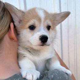 Black Collar Male - Sable male Pembroke Welsh Corgi puppy in Victoria, Texas from Clear Creek Corgis