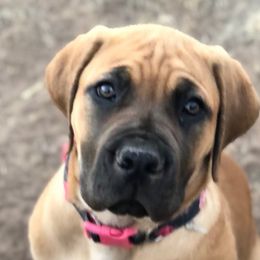 Sedona- Pink - Brown Boerboel puppy in Pearce, Arizona from Desert Stronghold Boerboels