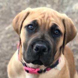 Sedona- Pink - Brown Boerboel puppy in Pearce, Arizona from Desert Stronghold Boerboels