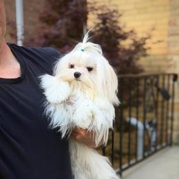 Leona's One in a Million Oscar - White male Maltese puppy in Chicago, Illinois from Leona's Maltese