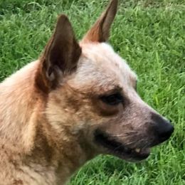 Leona - Australian Cattle Dog