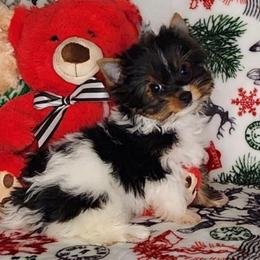 AKC Puppy Boy 1 Dash - Parti male Yorkshire Terrier puppy in Sequim, Washington from Spirit Valley Family