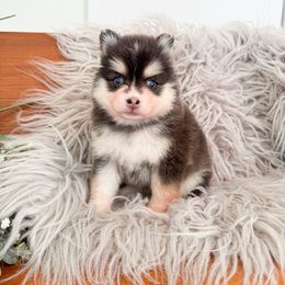 Lily - Blue female Pomsky puppy in La Verne, California from Red Cedar Pomskies