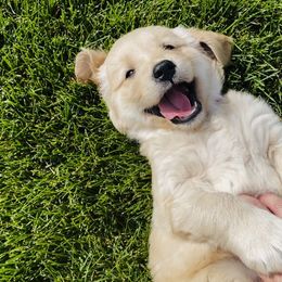 Golden Retriever Puppies from Chizan Goldens