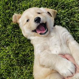Golden Retriever Puppies from Chizan Goldens