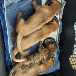 Great Dane puppies from Armor Amazingly Awesome Great Danes