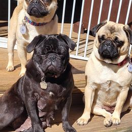 French Bulldog and Pug Puppies from Circus Pugs & Frenchies