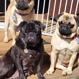 French Bulldog and Pug Puppies from Circus Pugs & Frenchies