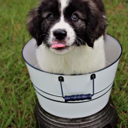 Pyrenean Mastiff Puppies from Estrella Polar Pyrenean Mastiffs