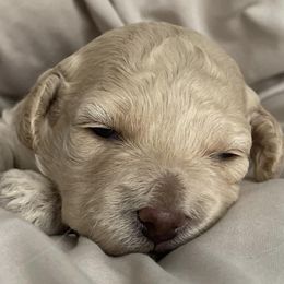 Goldendoodles from Curry Doodles