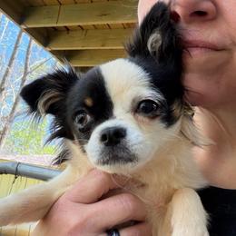 Star - Chihuahua