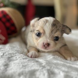 Chihuahua Puppies from Sunset Eves Chihuahuas